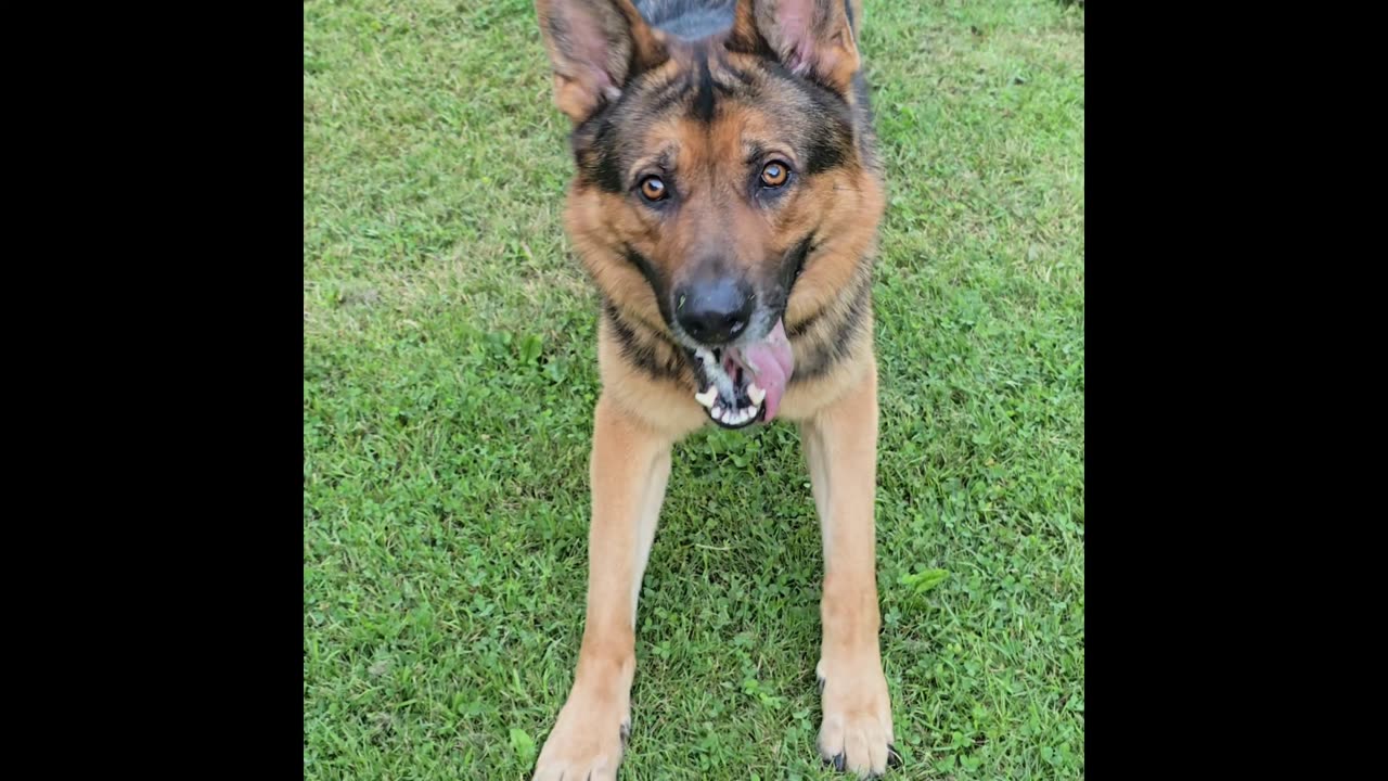 Virgil german shepherd.