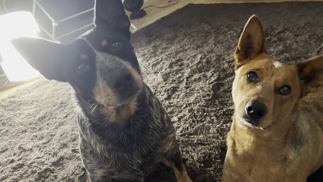 hungry pups 23908204892