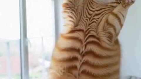 Cat Stuck on Ceiling Fan! 😂 The Funniest Hangout Ever