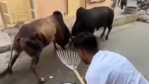 Animal funny shorts viral video 😂😂