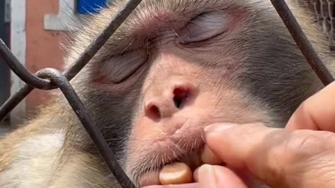 How many peanuts that he ll take before he wake up guys??