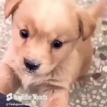 The puppy crying Baby dog.🐶