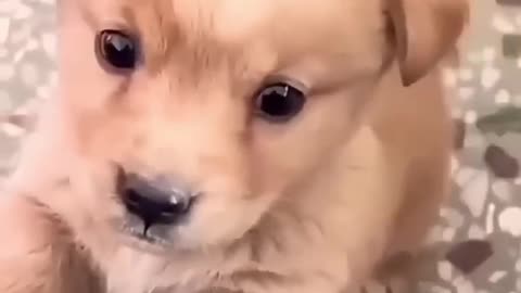 The puppy crying Baby dog.🐶