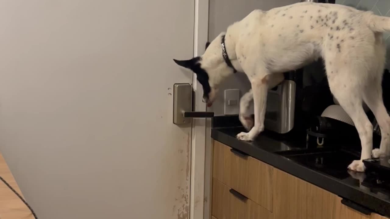 Clever Dog Jumps On Counter To Open Door