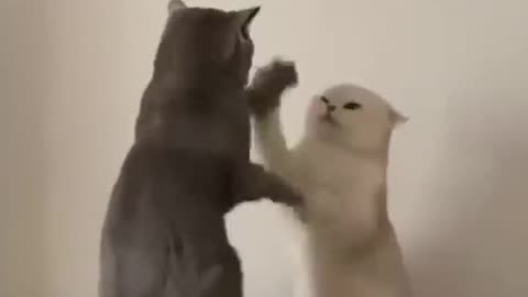 Cattynip: The Return