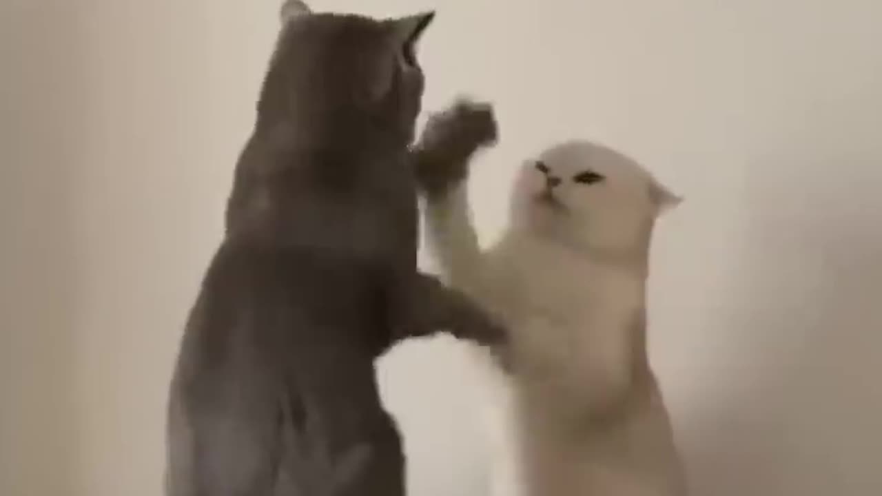 Cattynip: The Return