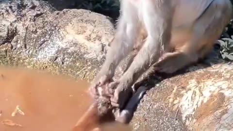 Rough Washing