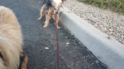 Kiko Villanova ChaCha Paco doggie walk midway rest stop Paco ears forward, mouth closed20250701_107