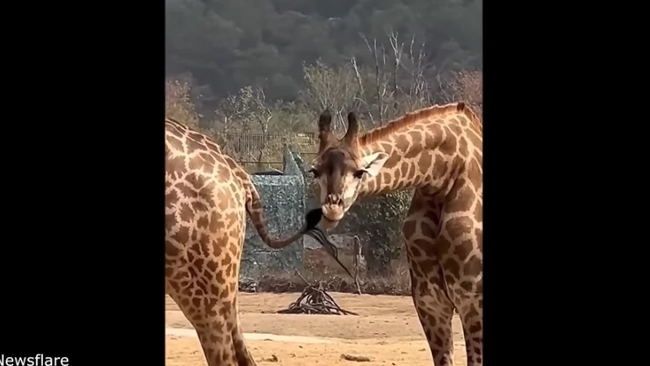 🤣 Funniest Animal Videos Ever – Aussie Edition 🐶🦘