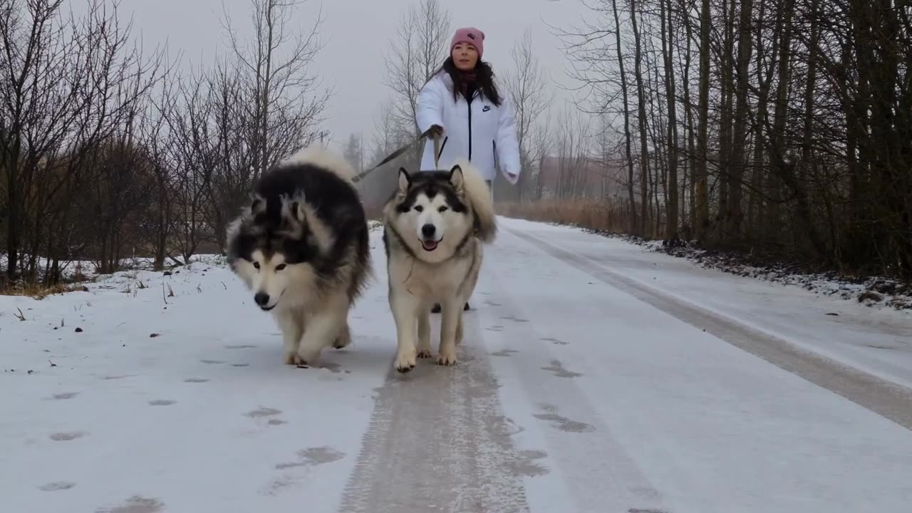 10 Most Unsuitable Dog Breeds For You | Pets Guidelines