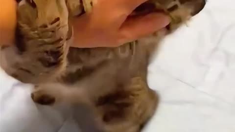 The joy of raising a cat 😊#shortsyoutube