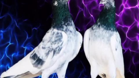 Motiya pigeon