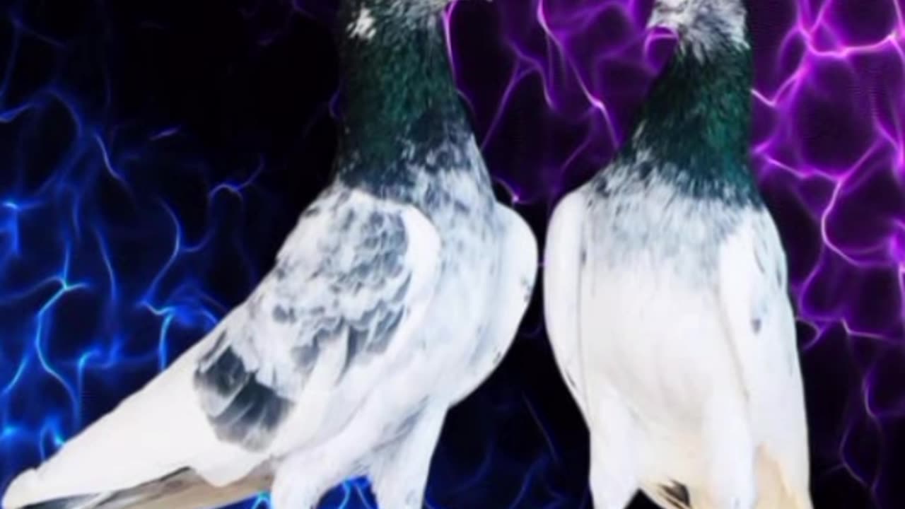 Motiya pigeon