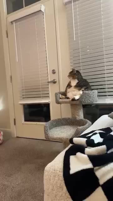 Lazy Cat Chilling Like a Human Watching TV 📺😹