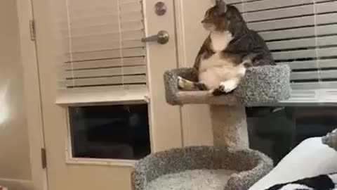 Lazy Cat Chilling Like a Human Watching TV 📺😹