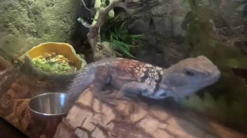 Yucatan spiny-tailed Iguana at Living Coast Discovery Center in San Diego