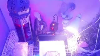 Tim Rifat TikTok Videos