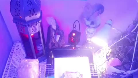 Tim Rifat TikTok Videos