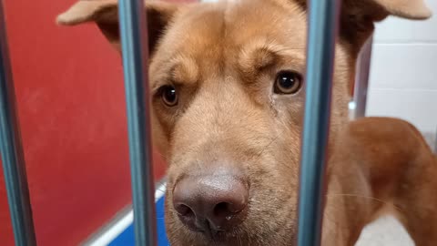 Welder 1y A880821 kennel 58 pod 3 PACC shelter maybe he's not an eyecatcher but we groove20251119625