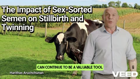 The Impact of Sex-Sorted Semen on Stillbirth and Twinning