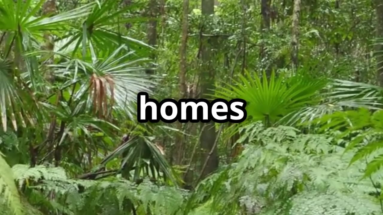 🐦 Lyrebirds Nature's Ultimate Mimics 🐦