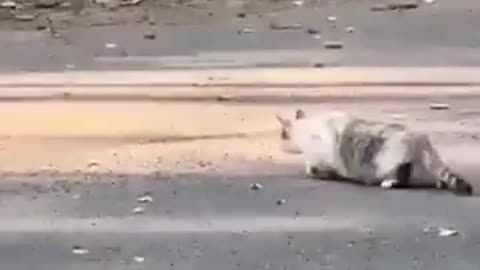 Wild life animals