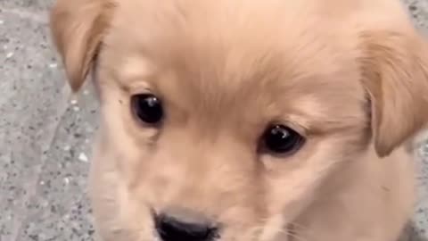 Tiny Puppy’s First Bark – The Cutest Sound You’ll Hear Today! 🐾💕