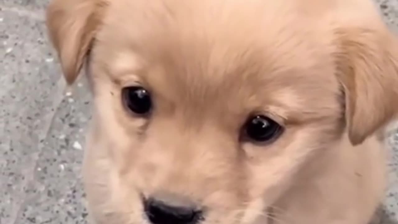 Tiny Puppy’s First Bark – The Cutest Sound You’ll Hear Today! 🐾💕