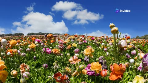 Finding Gratitude in Life's Storms