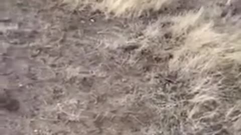 Staghound controlling deer