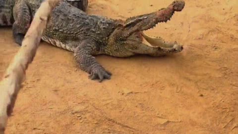 Crocodile is afraid of shovel
