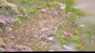 Holy Ganges River