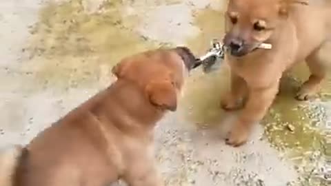 What It's Like to Test Drive a Puppy