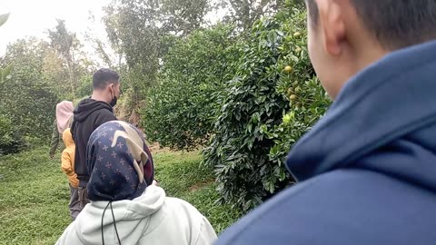 Harvesting Sweet Oranges | Farm Adventure – Part 2