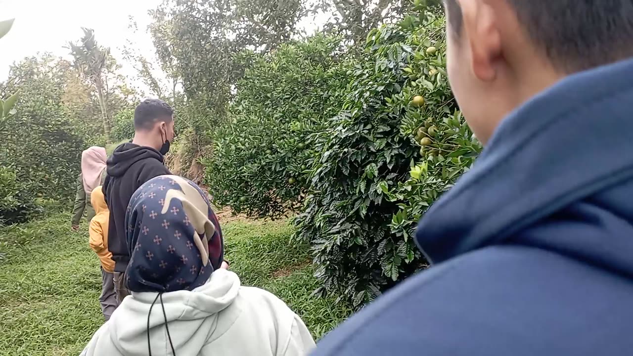 Harvesting Sweet Oranges | Farm Adventure – Part 2