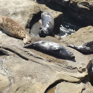 Sleepy Seals Rocking The Coast Relaxed Style #shorts #beach #nature