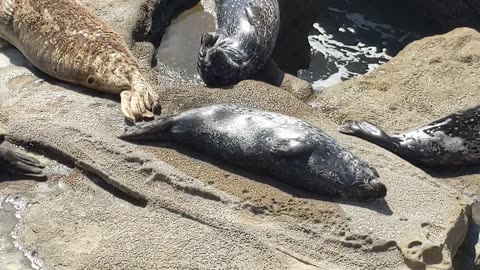 Sleepy Seals Rocking The Coast Relaxed Style #shorts #beach #nature