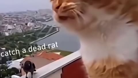 Cat and Crow argue