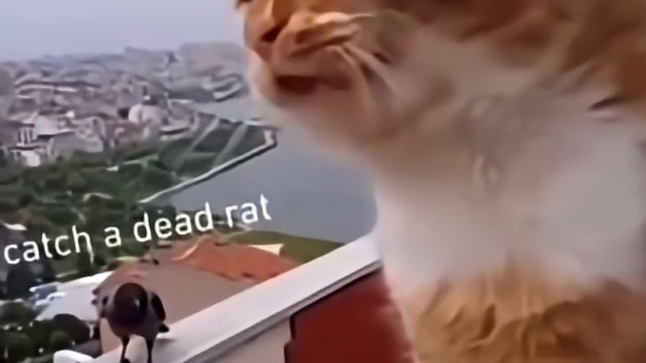 Cat and Crow argue