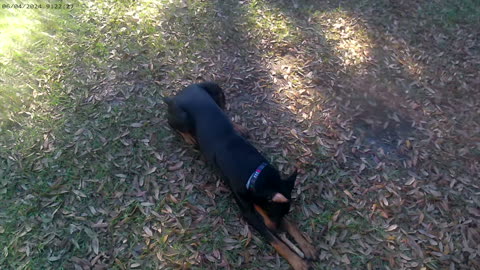Doberman Outsmarts His Human in Hilarious Stick Game 😂 | Vader’s First Fetch Fail