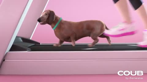 Dog Exersice