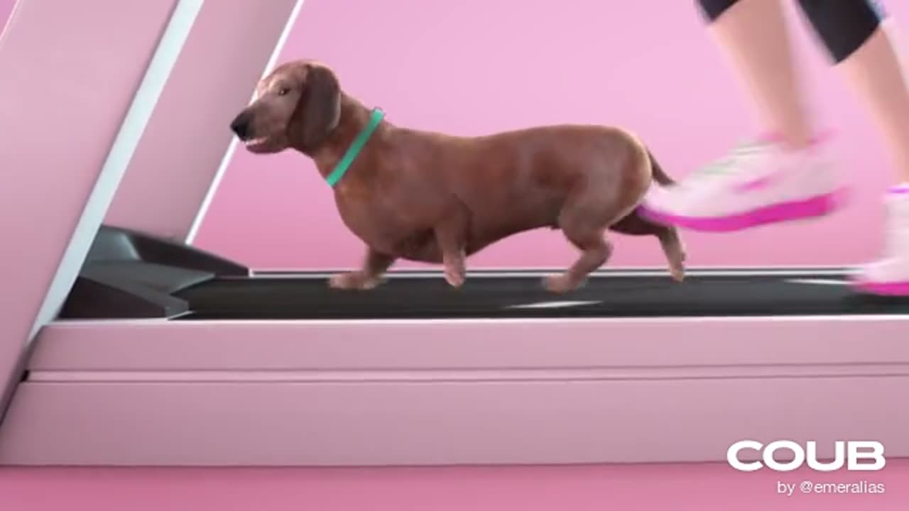 Dog Exersice