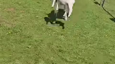 Funny Animal Videos