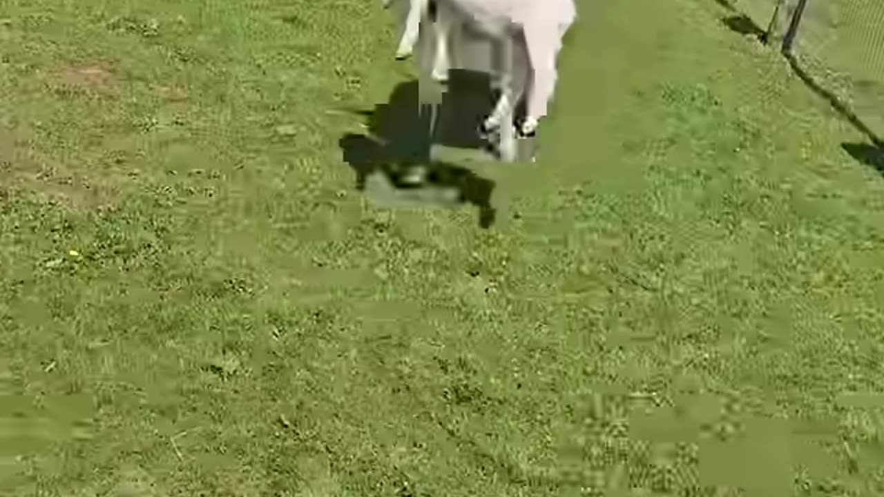 Funny Animal Videos