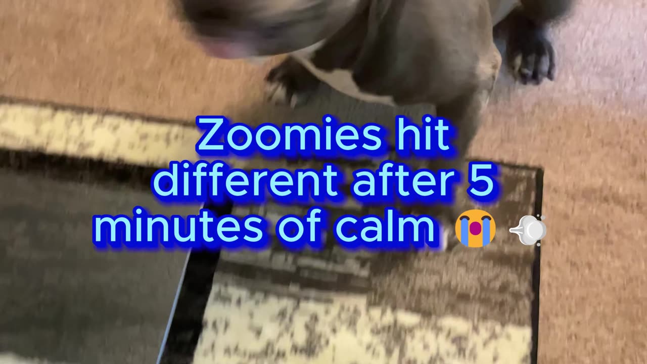 Blue got the zoomies