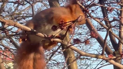 Cute Squirrel Playing on a tree Branch