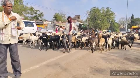 Lots of sheep crowded the road during my trip
