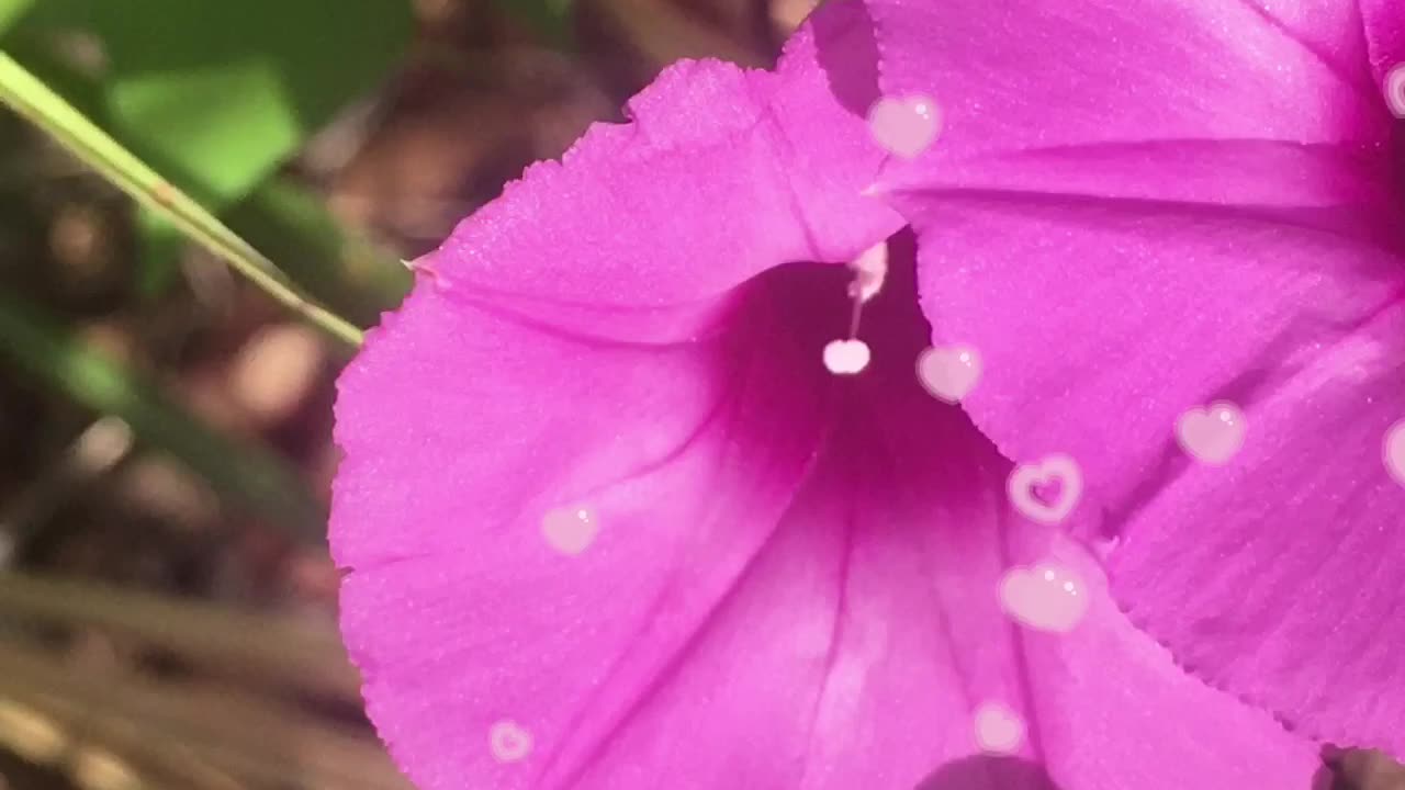 Morning Glory in couples. 😊