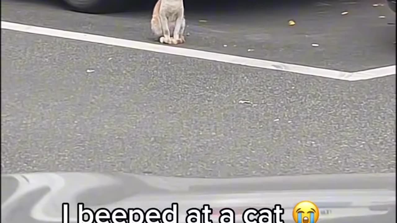 I beeped at a cat 😺