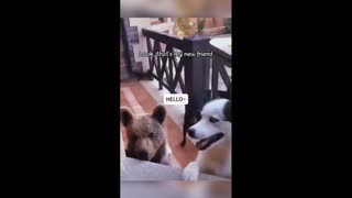 Daddy Goat 24/7 - Out Of Context Memes & Videos